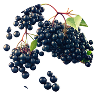 Grape seed extract