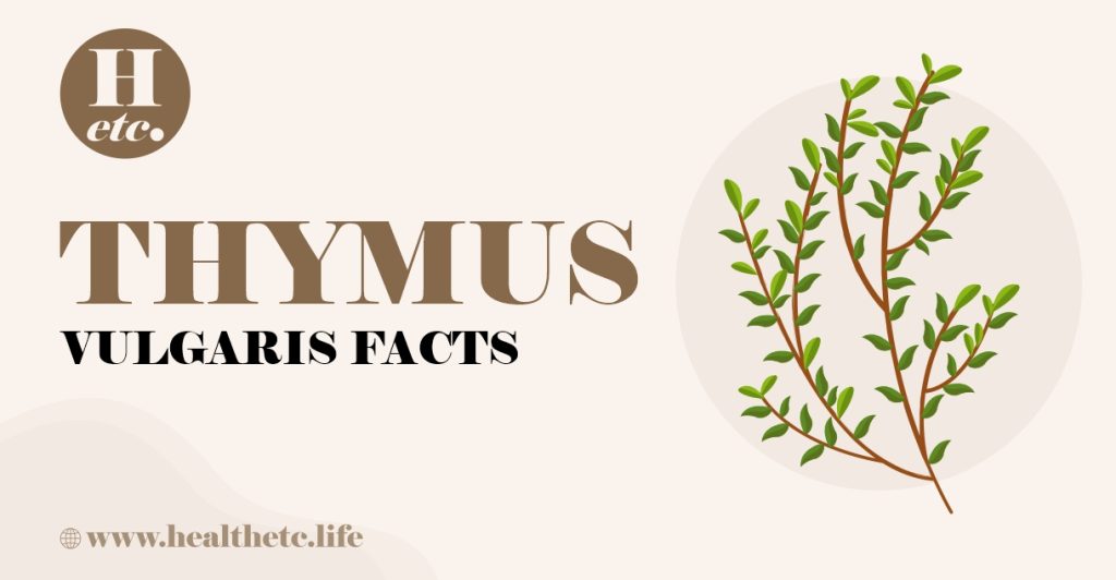 Thymus Vulgaris Facts