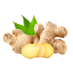 American Ginseng (Panax quinquefolius)