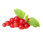 Cranberry Extract (Vaccinium oxycoccos)