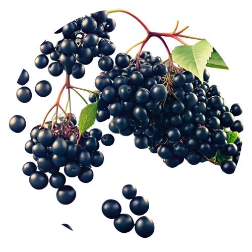 Elderberry Extract