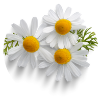 Chamomile