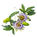 Passionflower extract
