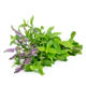 Thymus vulgaris (Garden Thyme)
