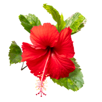 Hibiscus extract