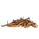 Valeriana wallichii (Valerian Root)