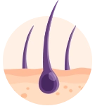 Hair follicles representing thicker and fuller-looking hair after 3 months