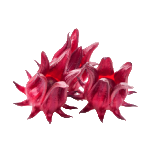 Hibiscus rosa-sinensis Flower Extract