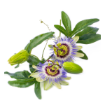 Passionflower extract
