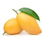 Shea Butter Icon